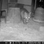 Caméra de chasse poule prédateur poulailler